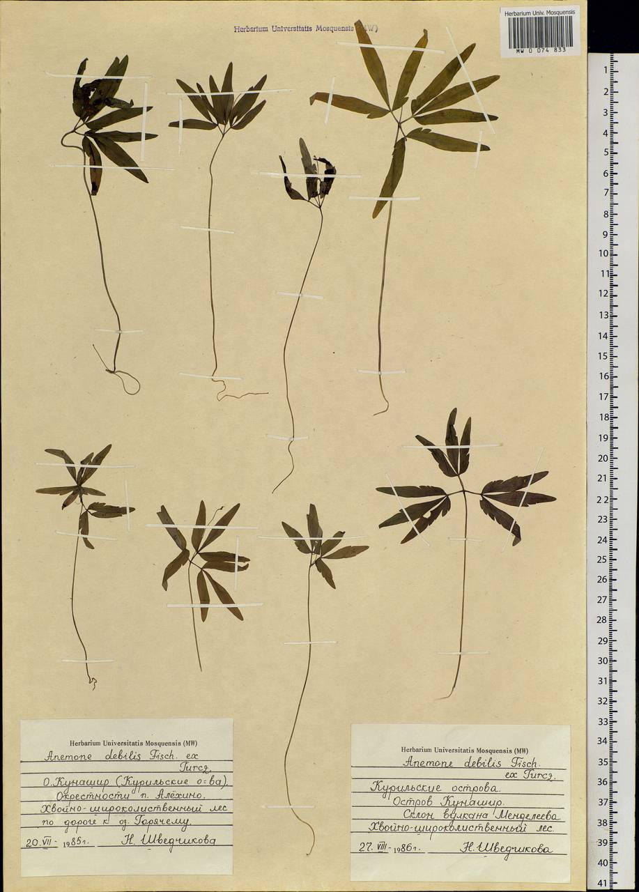 Anemone debilis Fisch. ex Turcz., Siberia, Russian Far East (S6) (Russia)