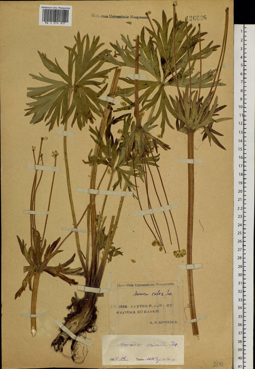 Anemonastrum narcissiflorum subsp. crinitum (Juz.) Raus, Siberia, Yakutia (S5) (Russia)