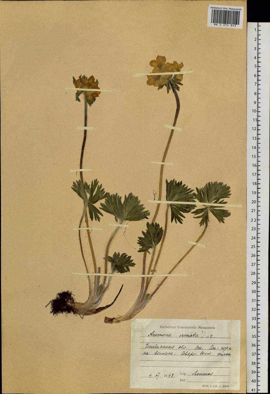 Anemonastrum narcissiflorum subsp. crinitum (Juz.) Raus, Siberia, Baikal & Transbaikal region (S4) (Russia)