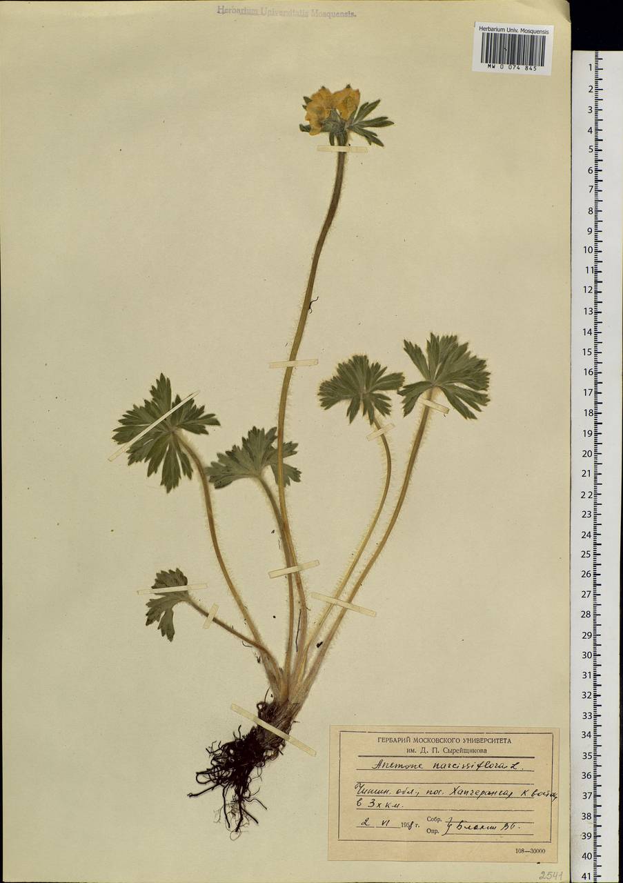 Anemonastrum narcissiflorum subsp. crinitum (Juz.) Raus, Siberia, Baikal & Transbaikal region (S4) (Russia)