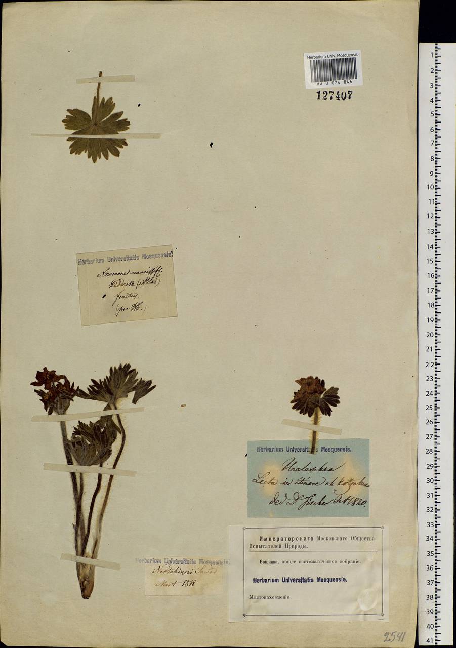 Anemonastrum narcissiflorum subsp. crinitum (Juz.) Raus, Siberia, Baikal & Transbaikal region (S4) (Russia)