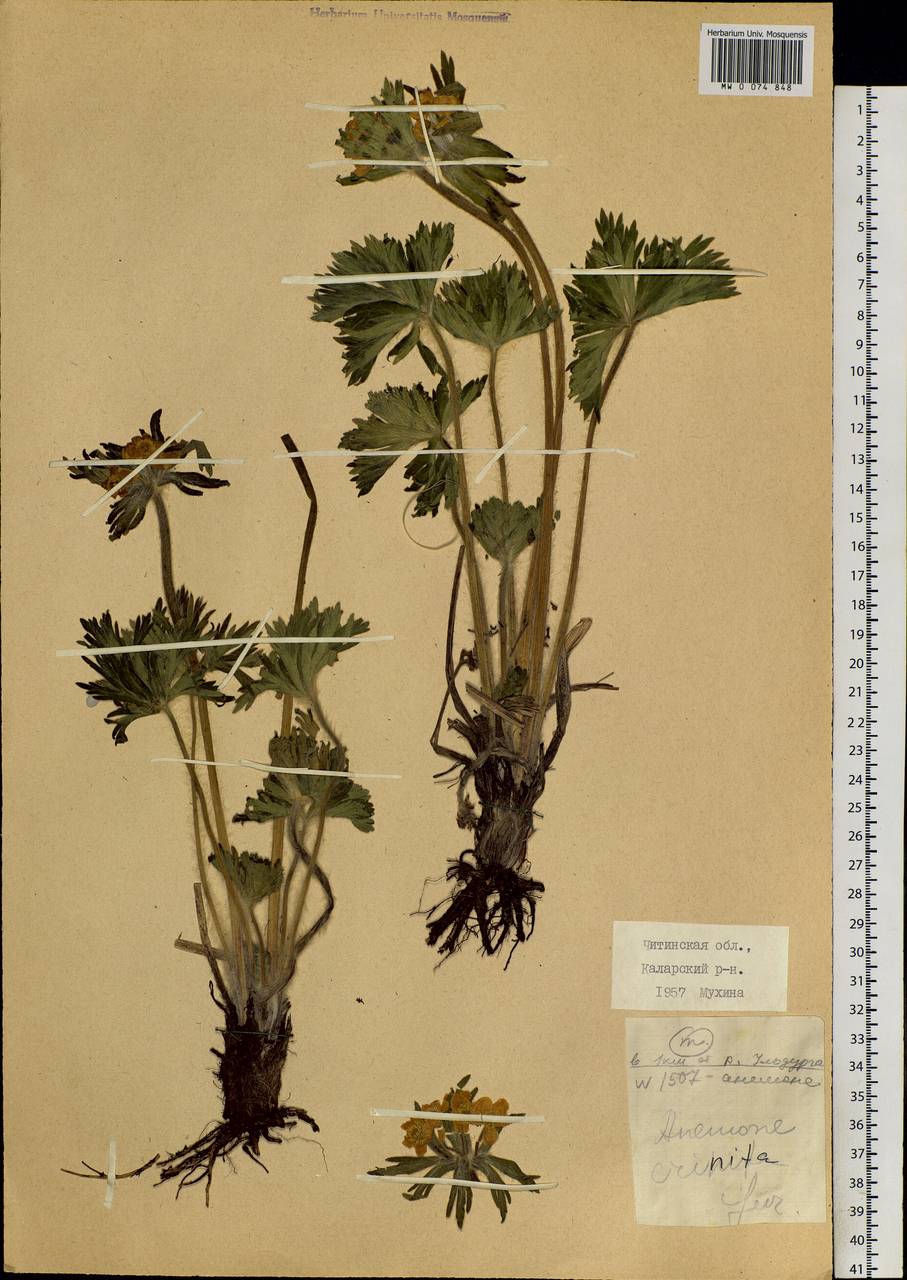 Anemonastrum narcissiflorum subsp. crinitum (Juz.) Raus, Siberia, Baikal & Transbaikal region (S4) (Russia)