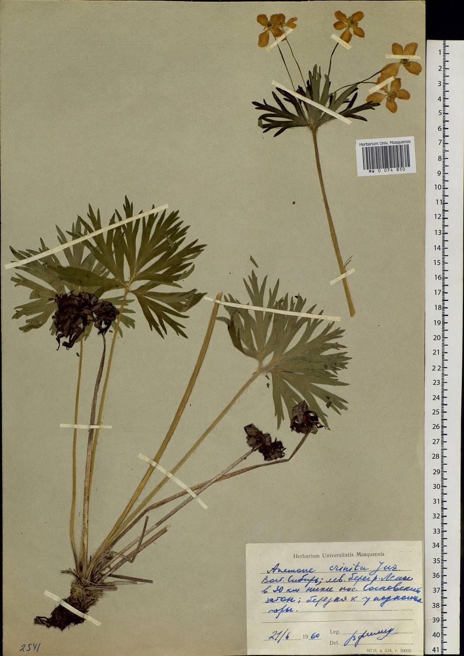 Anemonastrum narcissiflorum subsp. crinitum (Juz.) Raus, Siberia, Baikal & Transbaikal region (S4) (Russia)
