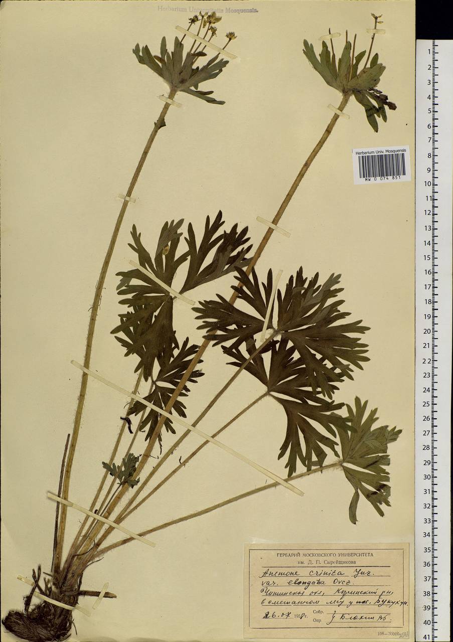 Anemonastrum narcissiflorum subsp. crinitum (Juz.) Raus, Siberia, Baikal & Transbaikal region (S4) (Russia)