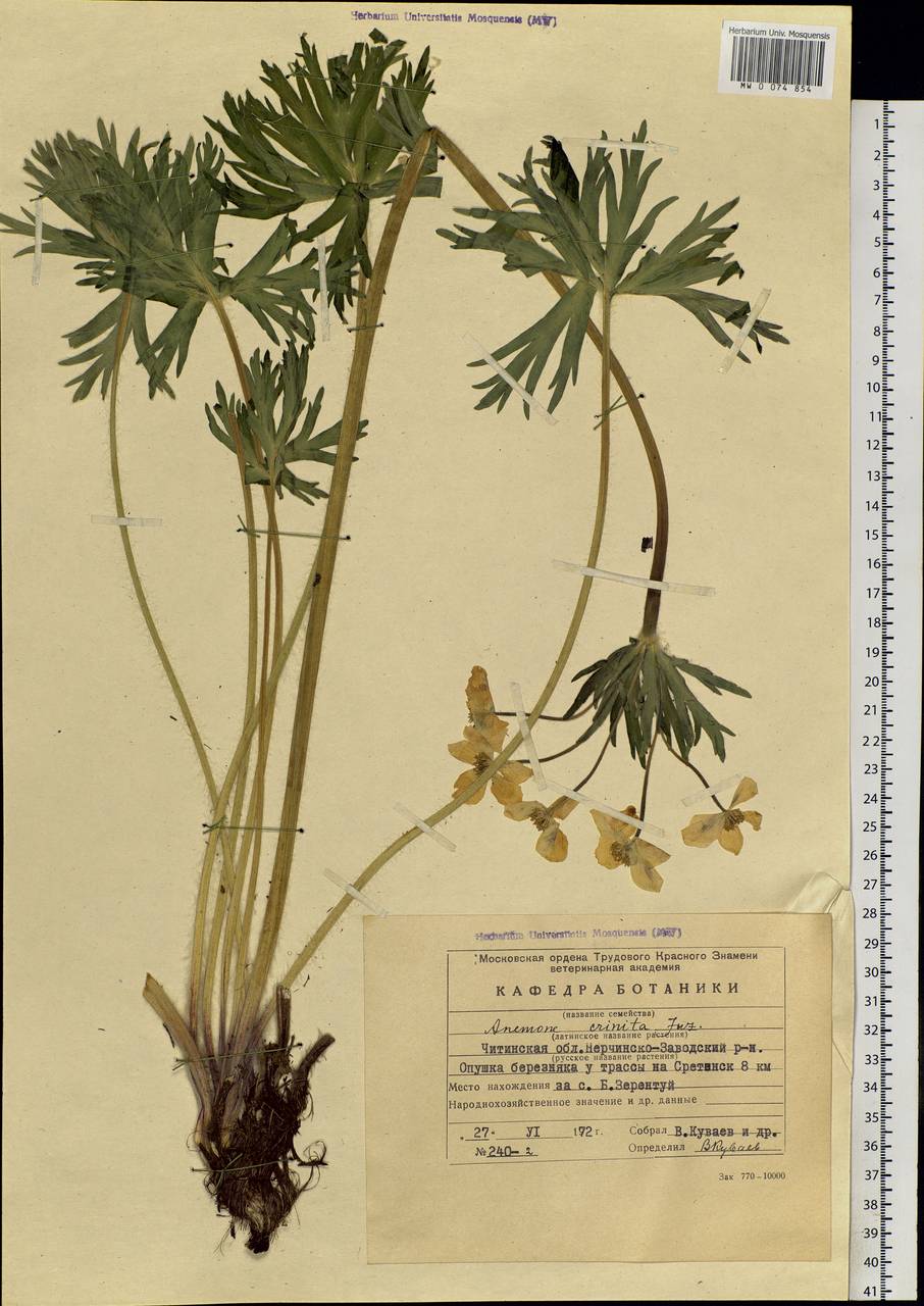 Anemonastrum narcissiflorum subsp. crinitum (Juz.) Raus, Siberia, Baikal & Transbaikal region (S4) (Russia)