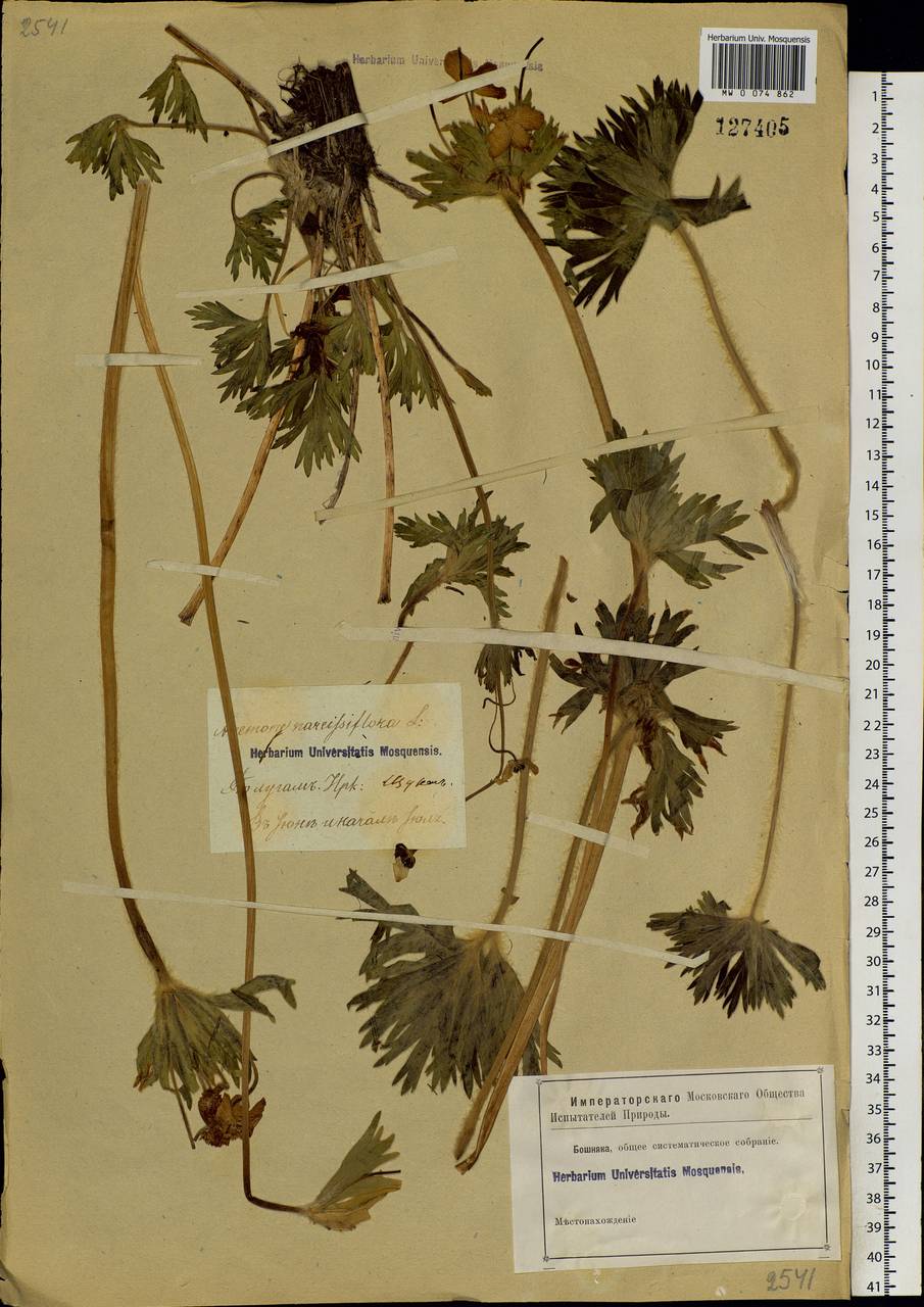 Anemonastrum narcissiflorum subsp. crinitum (Juz.) Raus, Siberia, Baikal & Transbaikal region (S4) (Russia)