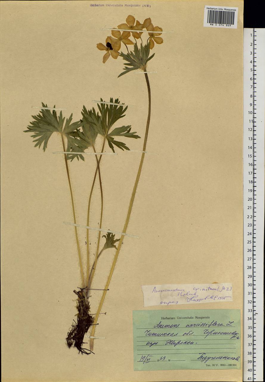 Anemonastrum narcissiflorum subsp. crinitum (Juz.) Raus, Siberia, Baikal & Transbaikal region (S4) (Russia)