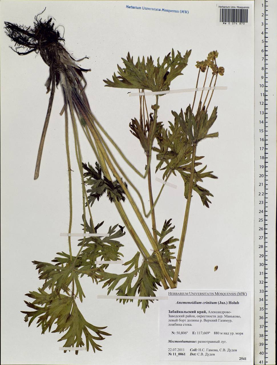 Anemonastrum narcissiflorum subsp. crinitum (Juz.) Raus, Siberia, Baikal & Transbaikal region (S4) (Russia)