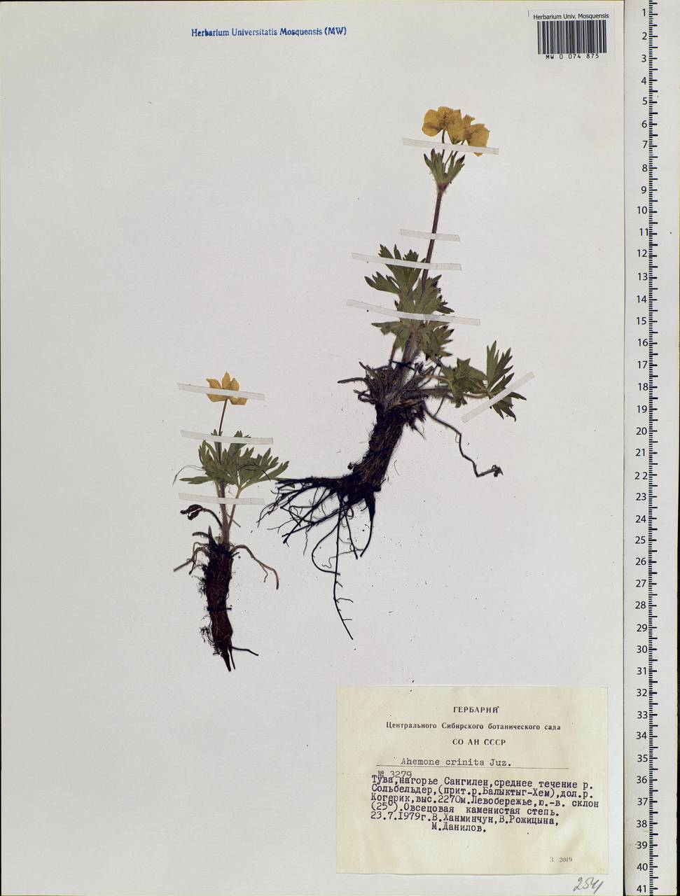 Anemonastrum narcissiflorum subsp. crinitum (Juz.) Raus, Siberia, Altai & Sayany Mountains (S2) (Russia)