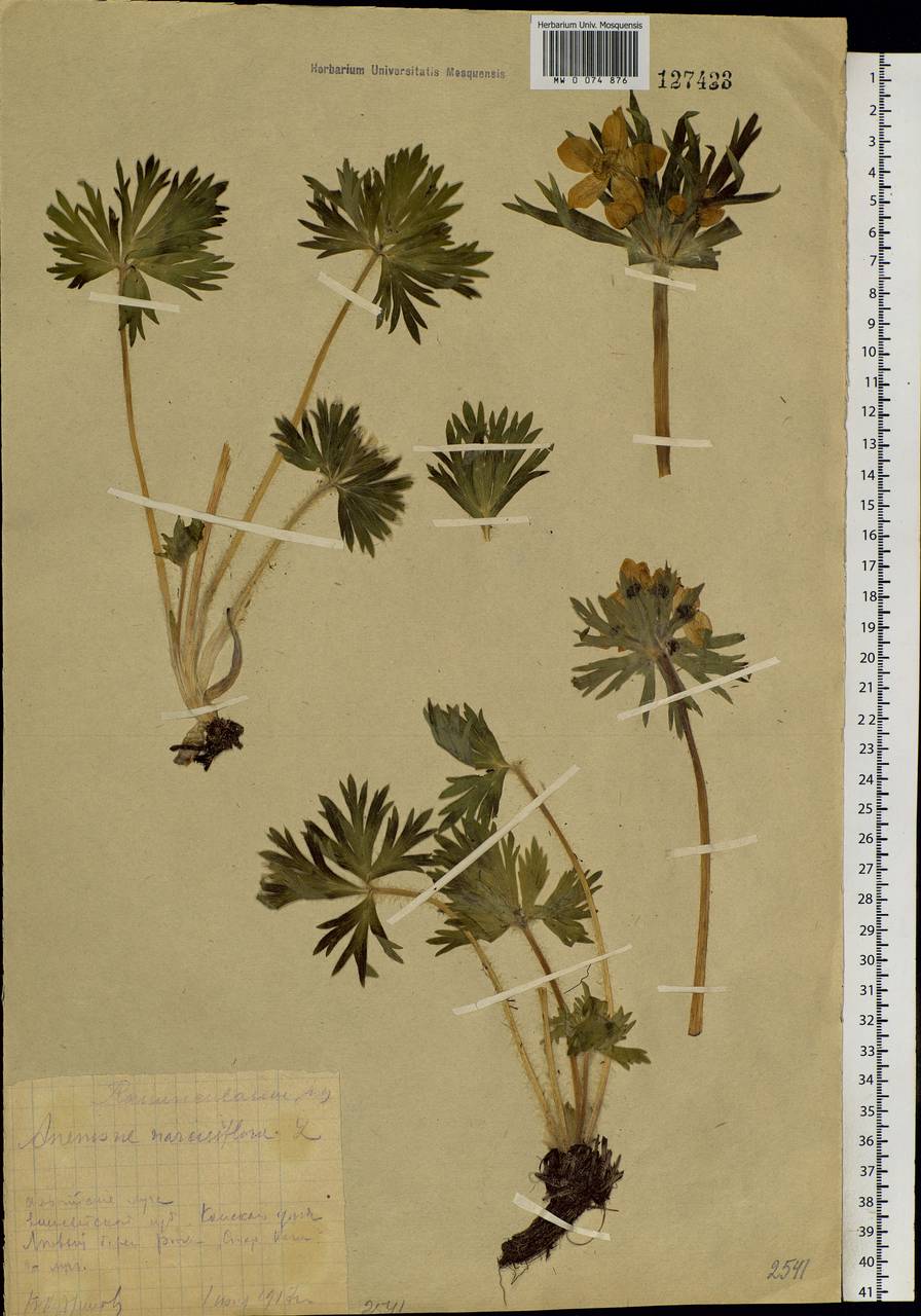 Anemonastrum narcissiflorum subsp. crinitum (Juz.) Raus, Siberia, Central Siberia (S3) (Russia)