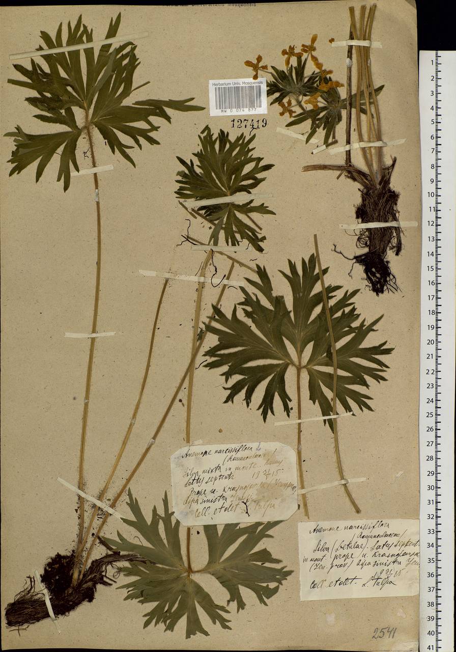 Anemonastrum narcissiflorum subsp. crinitum (Juz.) Raus, Siberia, Central Siberia (S3) (Russia)