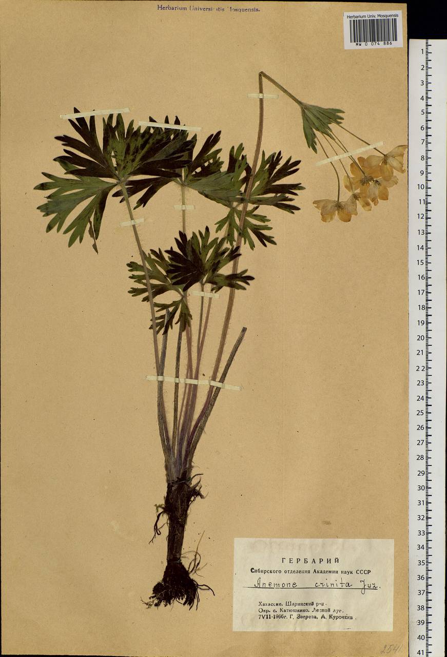 Anemonastrum narcissiflorum subsp. crinitum (Juz.) Raus, Siberia, Altai & Sayany Mountains (S2) (Russia)