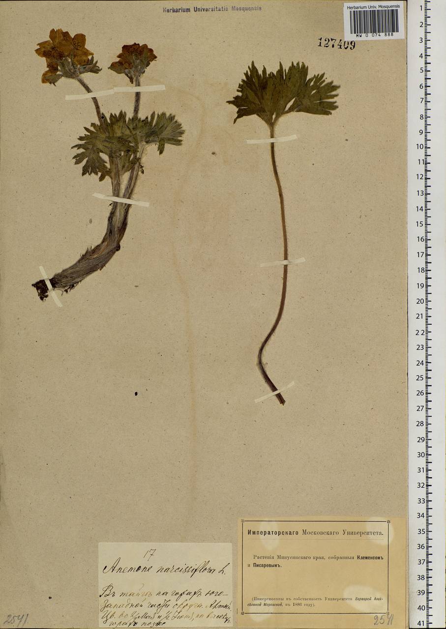 Anemonastrum narcissiflorum subsp. crinitum (Juz.) Raus, Siberia, Altai & Sayany Mountains (S2) (Russia)