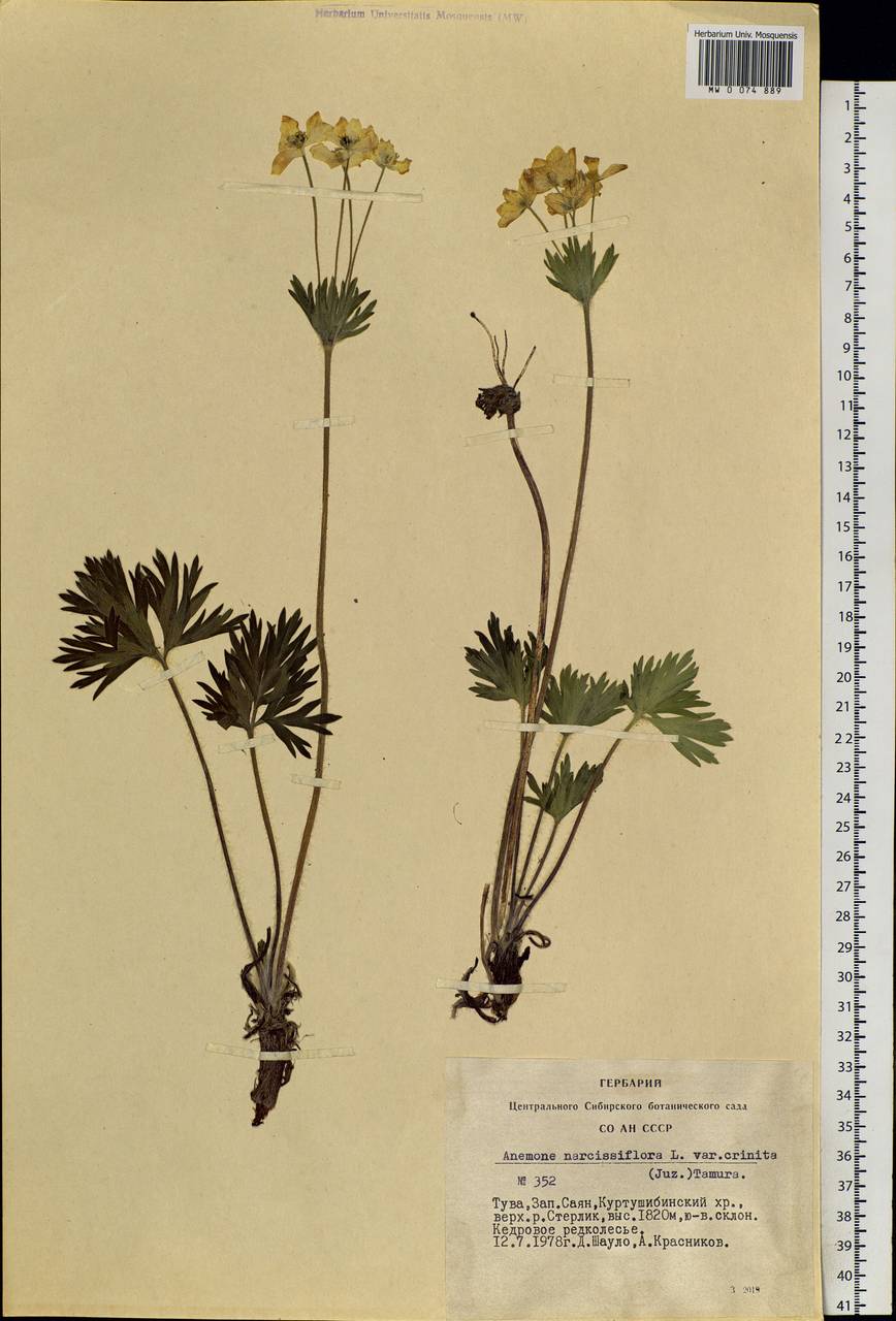 Anemonastrum narcissiflorum subsp. crinitum (Juz.) Raus, Siberia, Altai & Sayany Mountains (S2) (Russia)