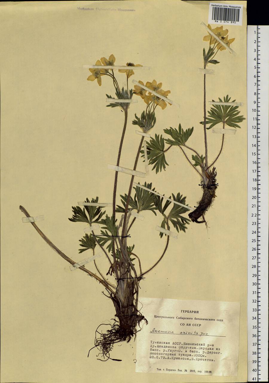 Anemonastrum narcissiflorum subsp. crinitum (Juz.) Raus, Siberia, Altai & Sayany Mountains (S2) (Russia)