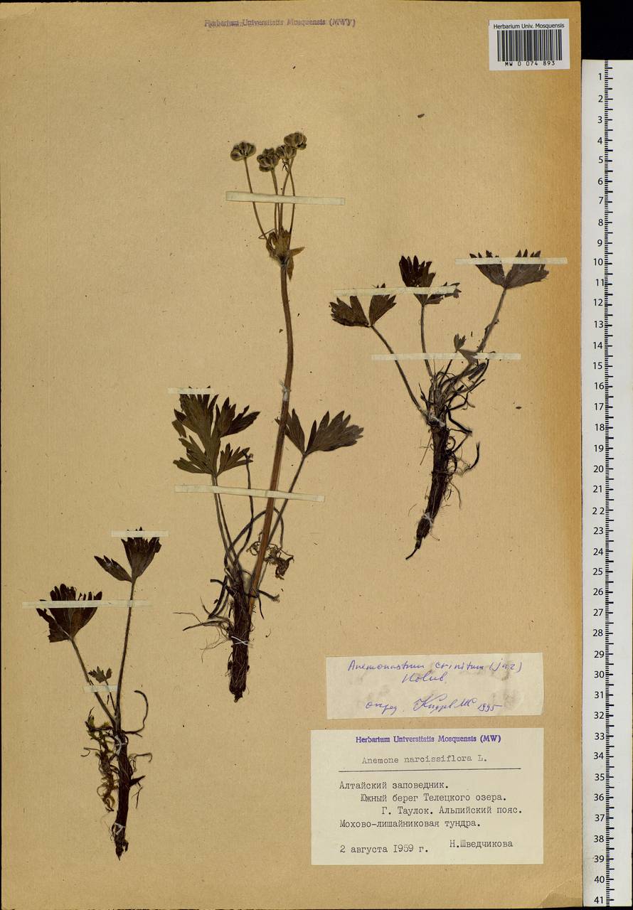 Anemonastrum narcissiflorum subsp. crinitum (Juz.) Raus, Siberia, Altai & Sayany Mountains (S2) (Russia)