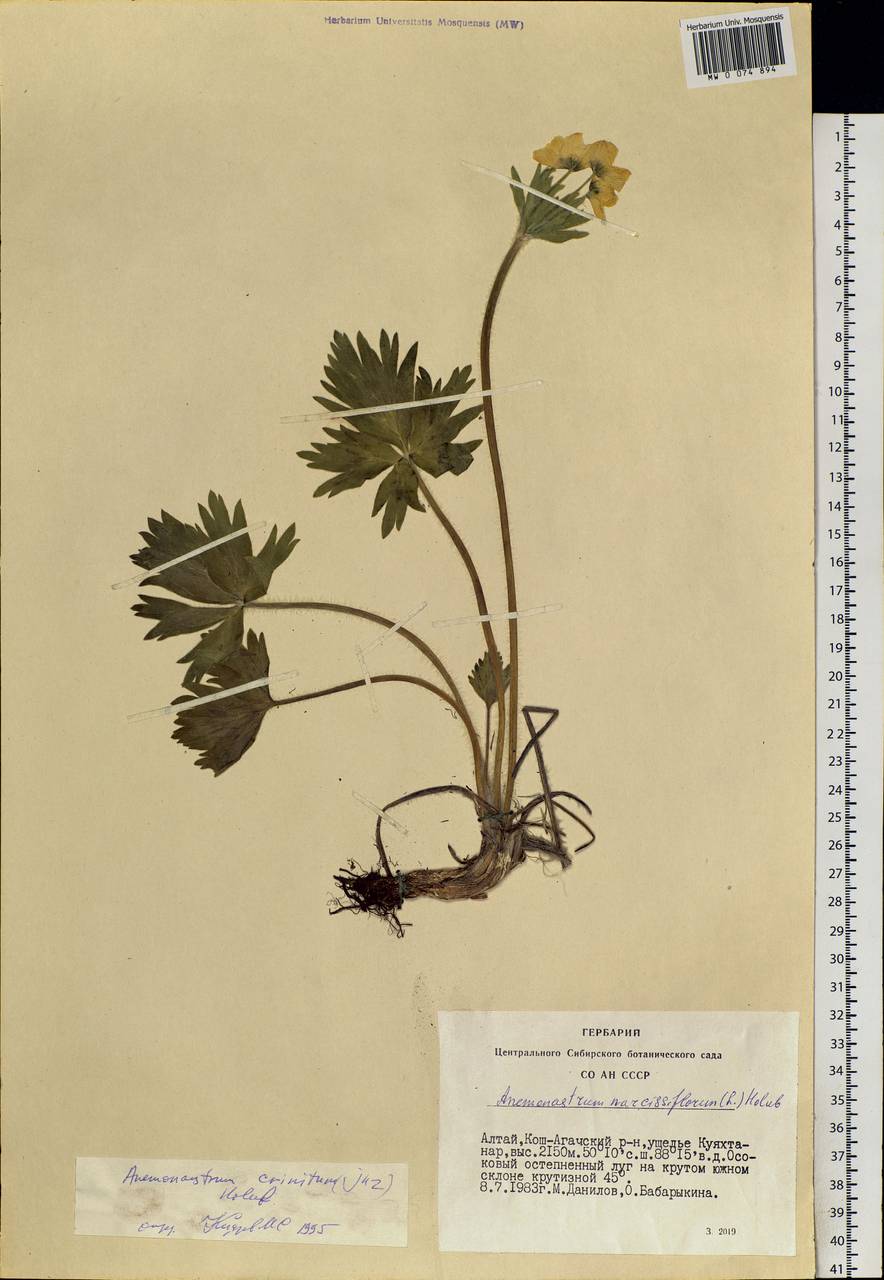 Anemonastrum narcissiflorum subsp. crinitum (Juz.) Raus, Siberia, Altai & Sayany Mountains (S2) (Russia)