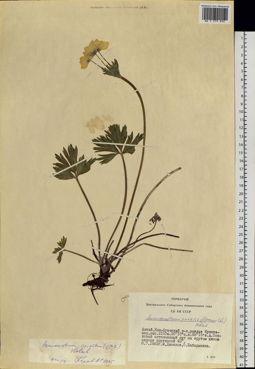 Anemonastrum narcissiflorum subsp. crinitum (Juz.) Raus, Siberia, Altai & Sayany Mountains (S2) (Russia)