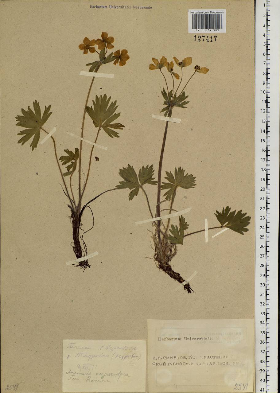 Anemonastrum narcissiflorum subsp. crinitum (Juz.) Raus, Siberia, Altai & Sayany Mountains (S2) (Russia)