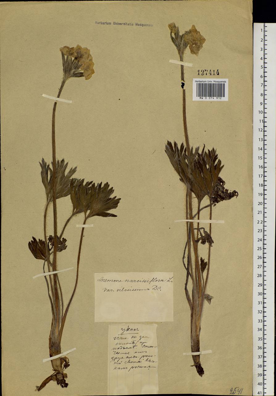 Anemonastrum narcissiflorum subsp. crinitum (Juz.) Raus, Siberia, Altai & Sayany Mountains (S2) (Russia)