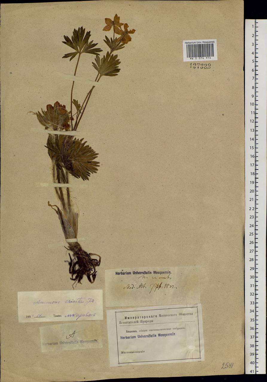 Anemonastrum narcissiflorum subsp. crinitum (Juz.) Raus, Siberia, Altai & Sayany Mountains (S2) (Russia)