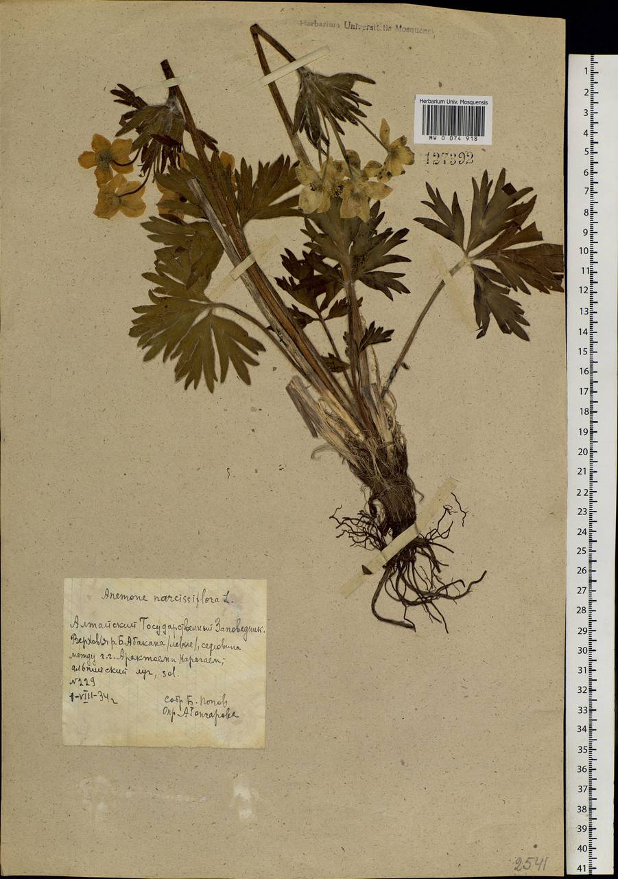 Anemonastrum narcissiflorum subsp. crinitum (Juz.) Raus, Siberia, Altai & Sayany Mountains (S2) (Russia)