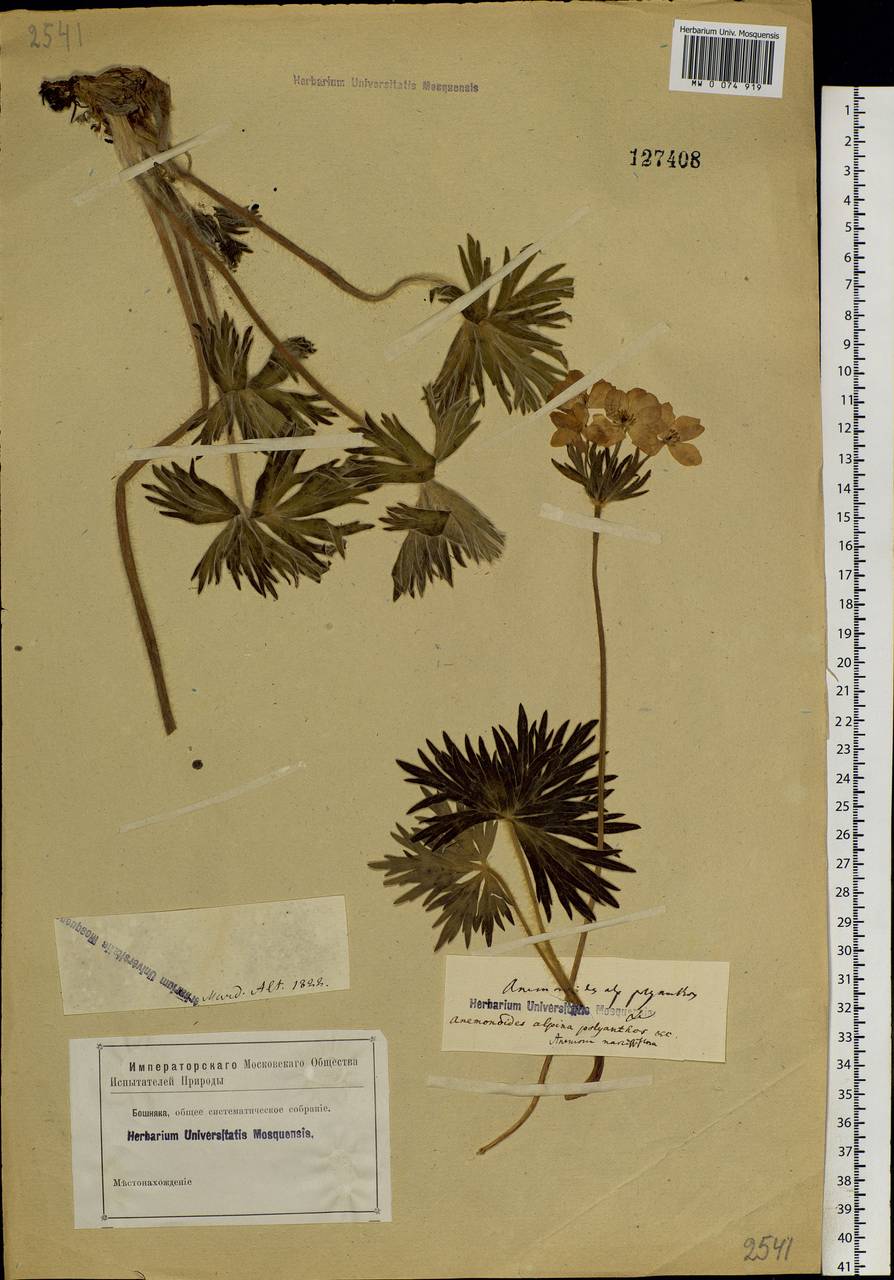 Anemonastrum narcissiflorum subsp. crinitum (Juz.) Raus, Siberia, Altai & Sayany Mountains (S2) (Russia)