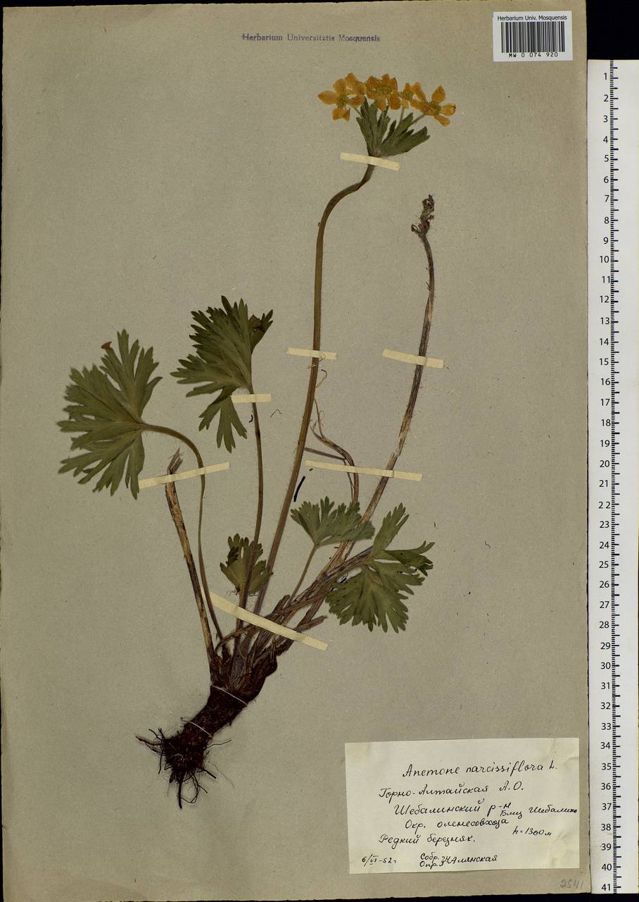 Anemonastrum narcissiflorum subsp. crinitum (Juz.) Raus, Siberia, Altai & Sayany Mountains (S2) (Russia)