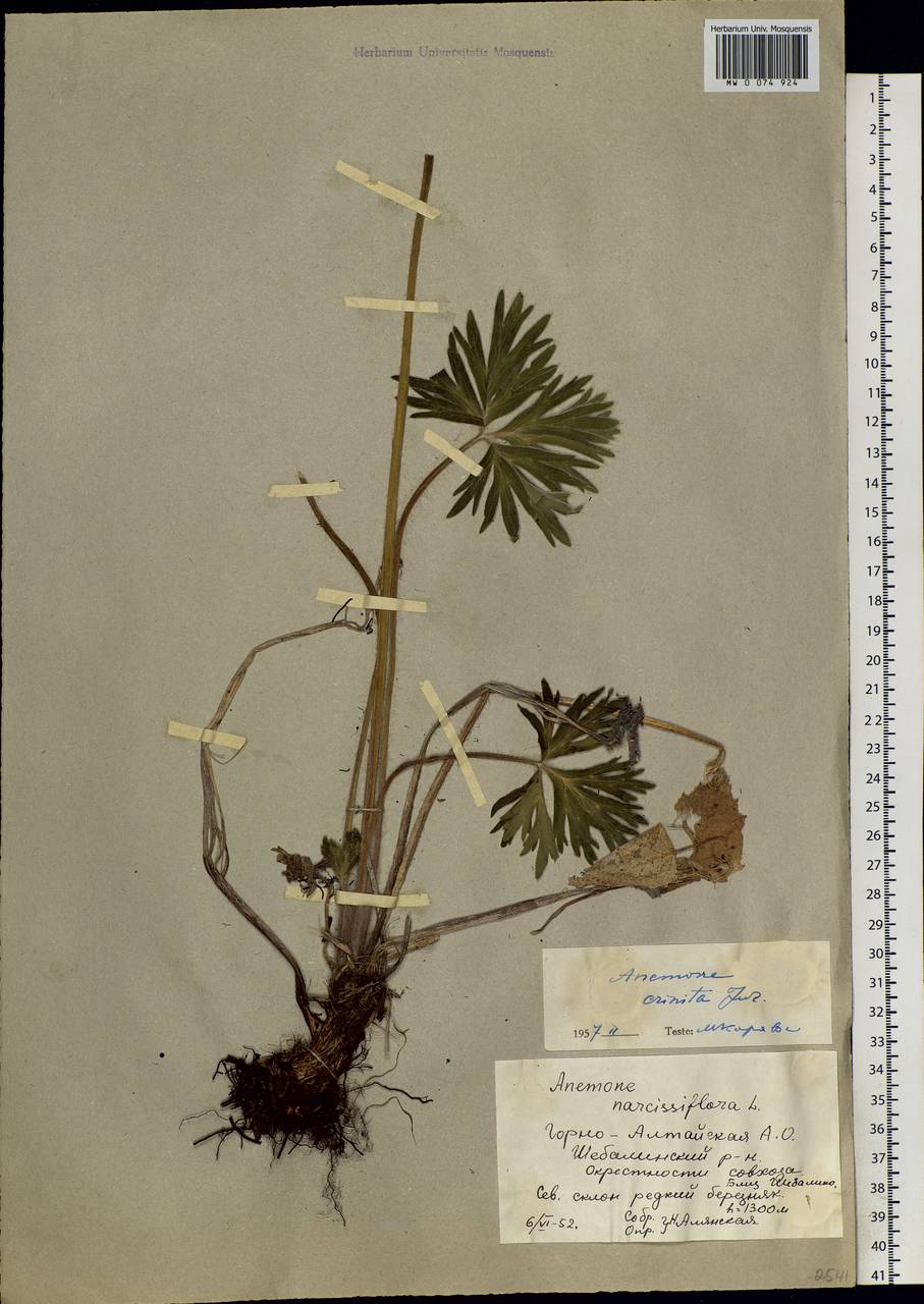 Anemonastrum narcissiflorum subsp. crinitum (Juz.) Raus, Siberia, Altai & Sayany Mountains (S2) (Russia)