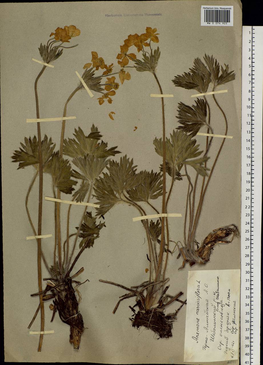 Anemonastrum narcissiflorum subsp. crinitum (Juz.) Raus, Siberia, Altai & Sayany Mountains (S2) (Russia)