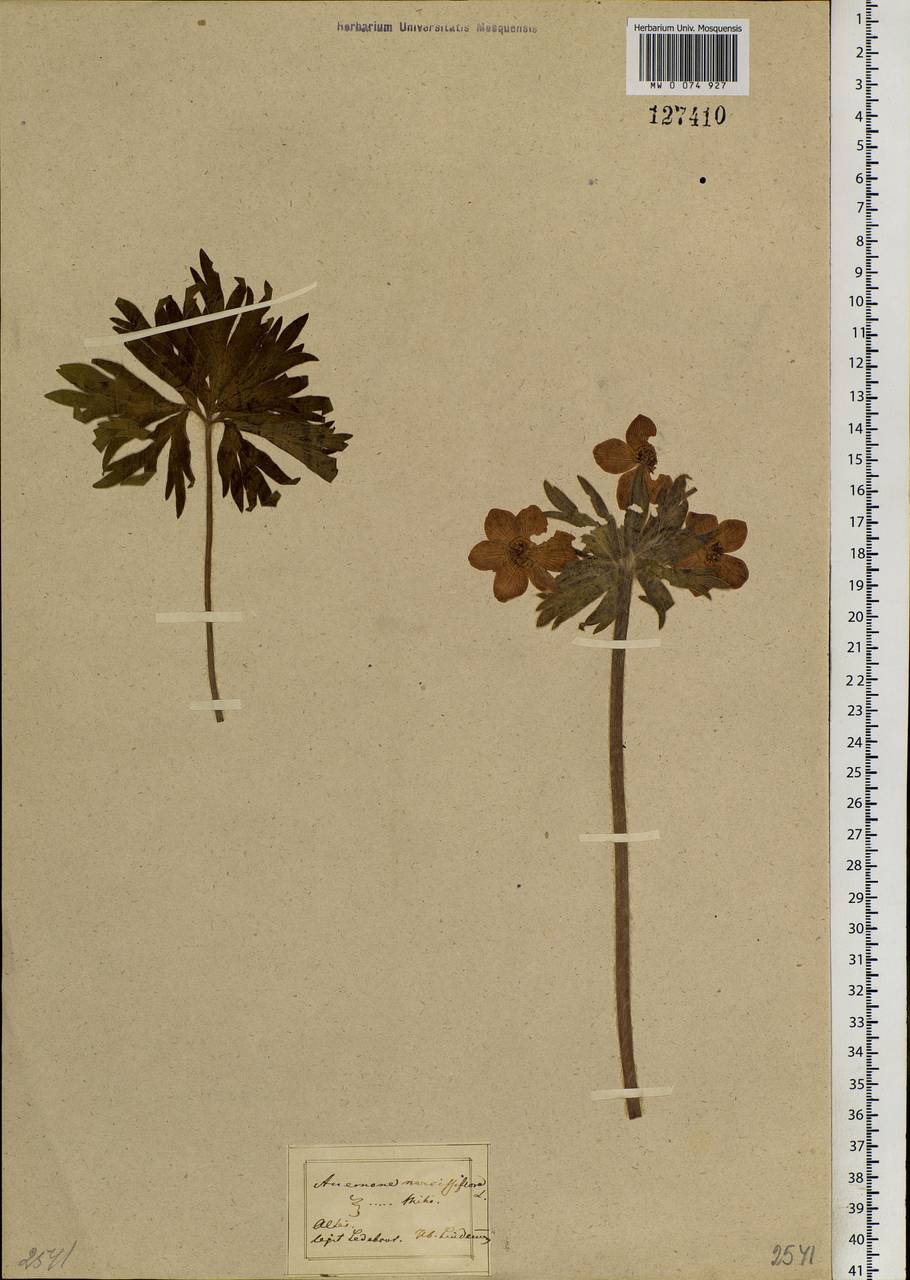 Anemonastrum narcissiflorum subsp. crinitum (Juz.) Raus, Siberia, Altai & Sayany Mountains (S2) (Russia)