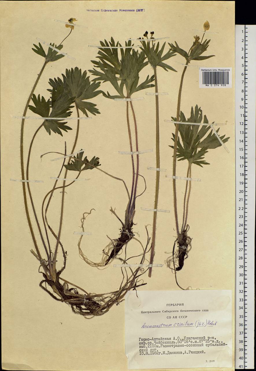 Anemonastrum narcissiflorum subsp. crinitum (Juz.) Raus, Siberia, Altai & Sayany Mountains (S2) (Russia)