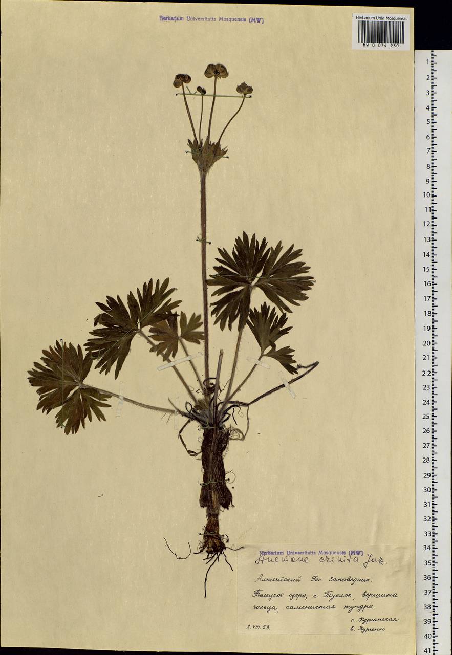 Anemonastrum narcissiflorum subsp. crinitum (Juz.) Raus, Siberia, Altai & Sayany Mountains (S2) (Russia)