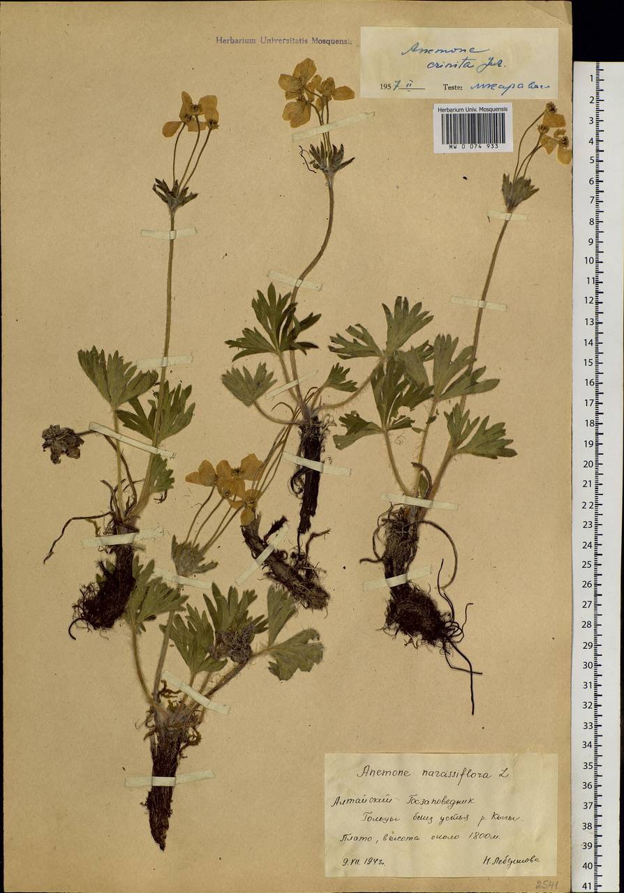 Anemonastrum narcissiflorum subsp. crinitum (Juz.) Raus, Siberia, Altai & Sayany Mountains (S2) (Russia)