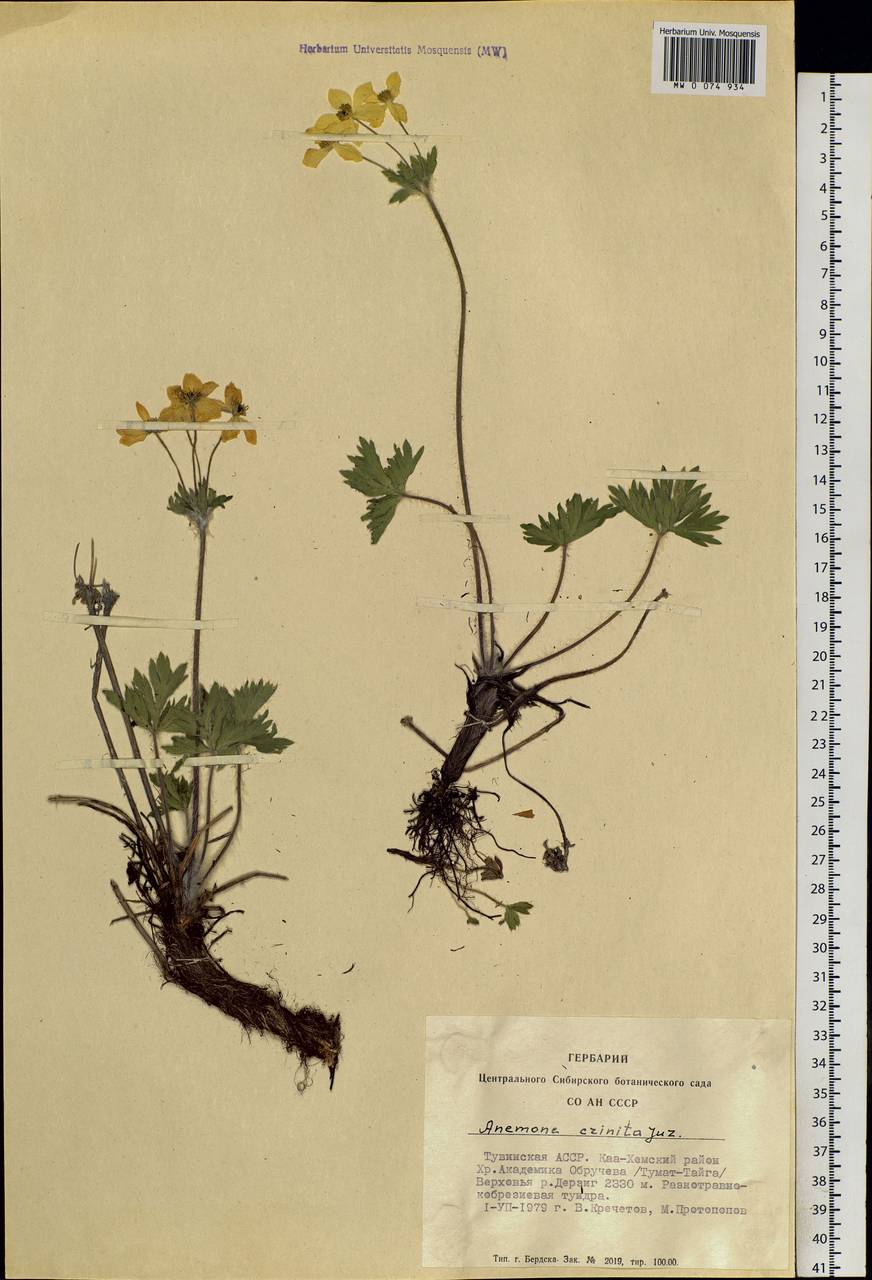 Anemonastrum narcissiflorum subsp. crinitum (Juz.) Raus, Siberia, Altai & Sayany Mountains (S2) (Russia)