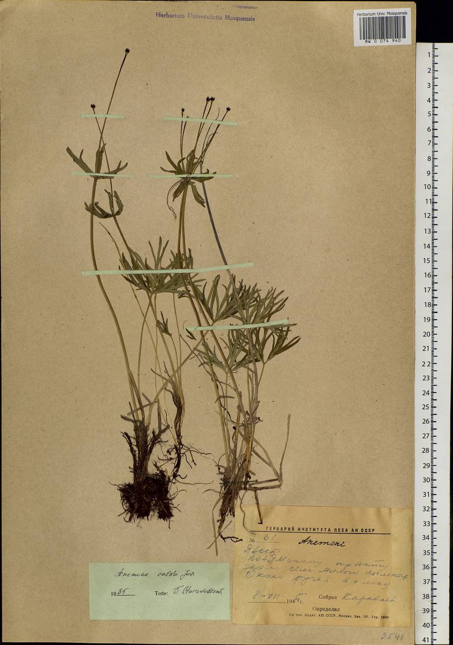 Anemonastrum narcissiflorum subsp. crinitum (Juz.) Raus, Siberia, Yakutia (S5) (Russia)