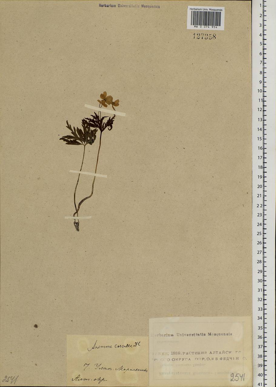 Anemone caerulea DC., Siberia, Altai & Sayany Mountains (S2) (Russia)