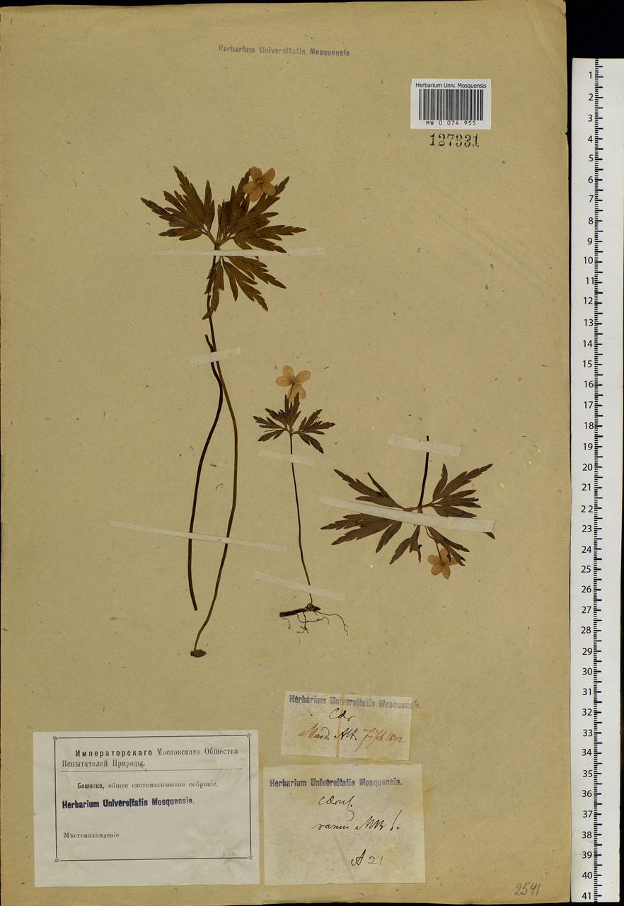 Anemone caerulea DC., Siberia, Altai & Sayany Mountains (S2) (Russia)