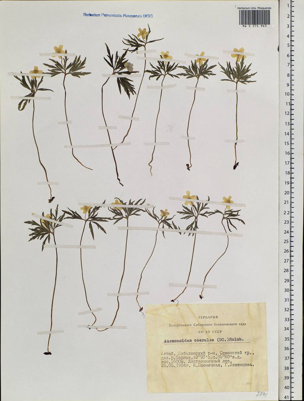 Anemone caerulea DC., Siberia, Altai & Sayany Mountains (S2) (Russia)