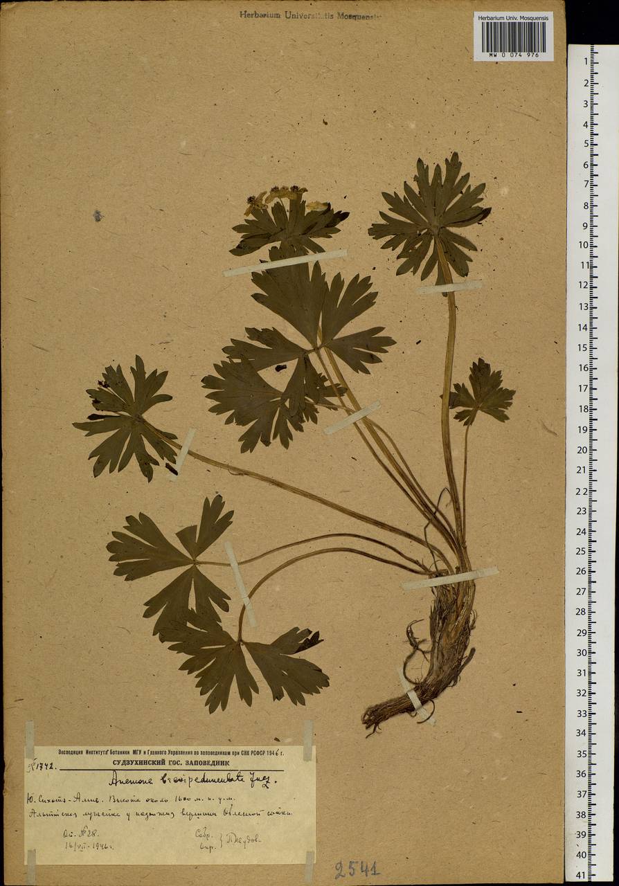 Anemonastrum narcissiflorum subsp. crinitum (Juz.) Raus, Siberia, Russian Far East (S6) (Russia)