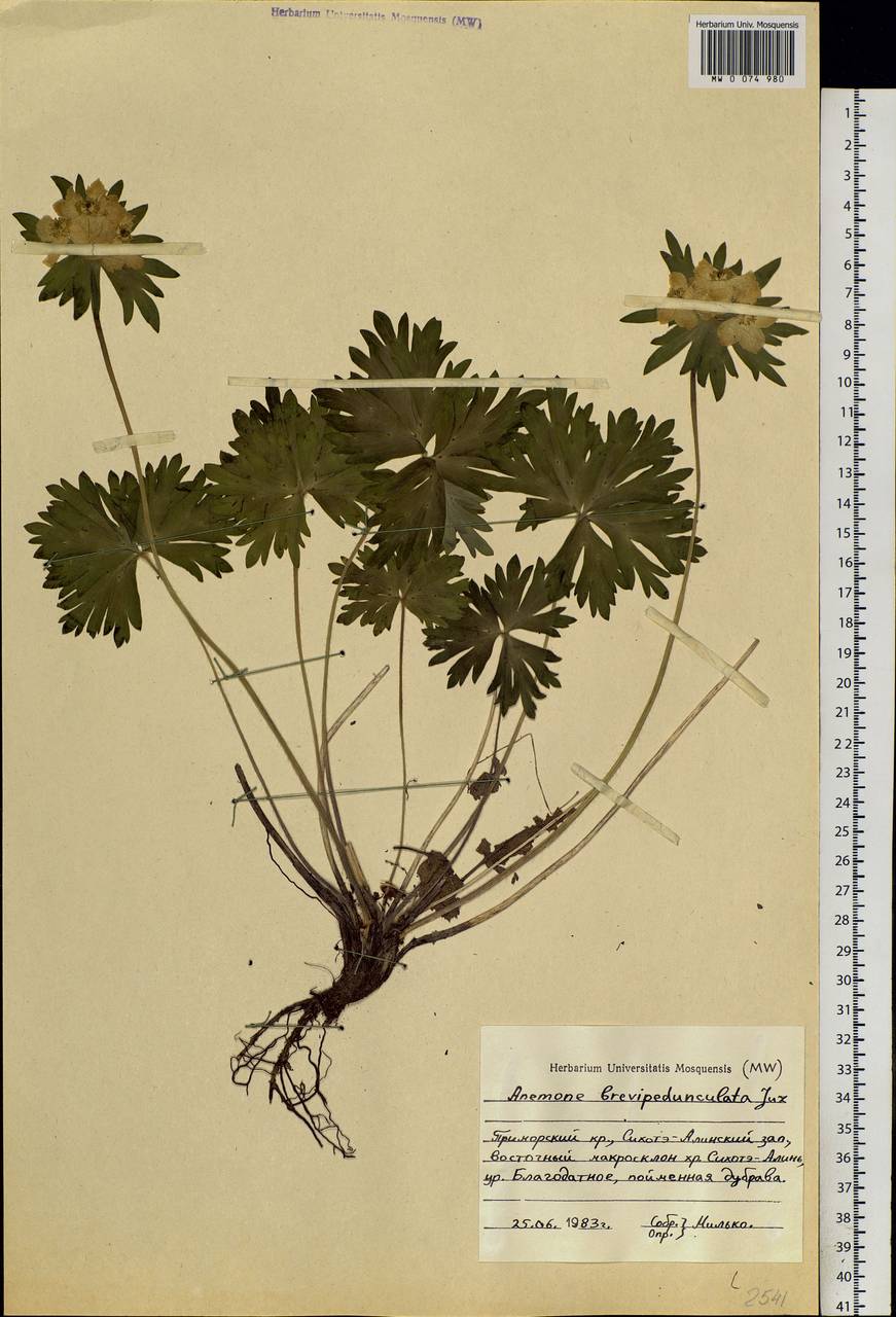 Anemonastrum narcissiflorum subsp. crinitum (Juz.) Raus, Siberia, Russian Far East (S6) (Russia)