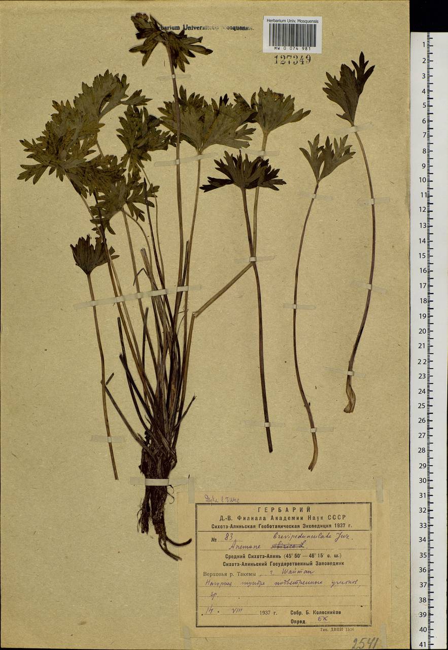 Anemonastrum narcissiflorum subsp. crinitum (Juz.) Raus, Siberia, Russian Far East (S6) (Russia)