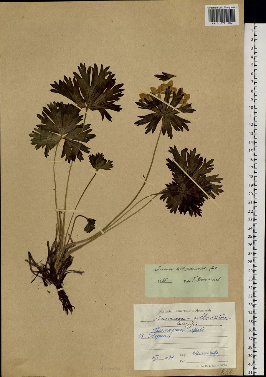 Anemonastrum narcissiflorum subsp. crinitum (Juz.) Raus, Siberia, Russian Far East (S6) (Russia)