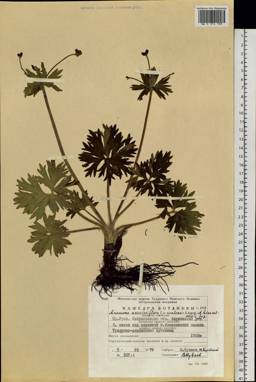 Anemonastrum biarmiense (Juz.) Holub, Eastern Europe, Eastern region (E10) (Russia)