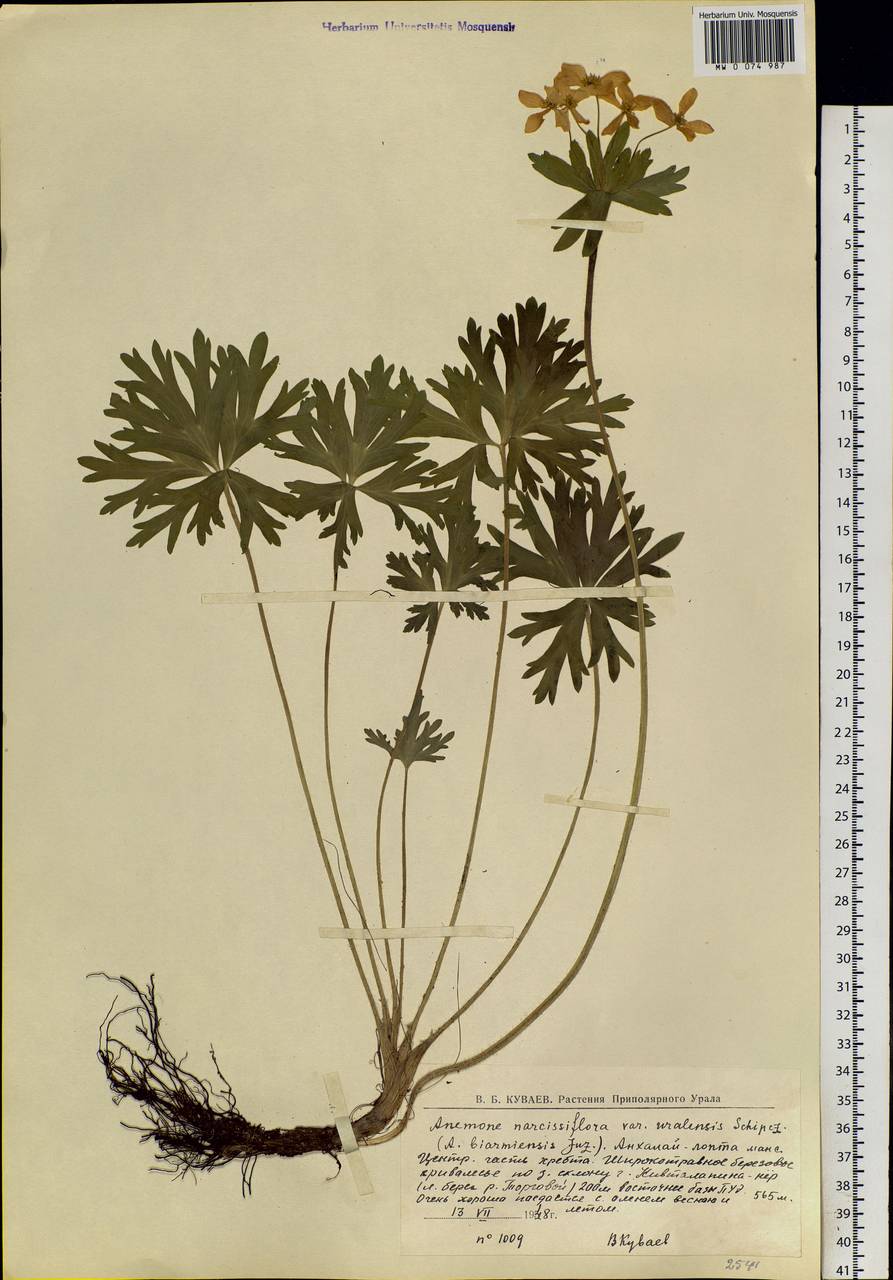 Anemonastrum biarmiense (Juz.) Holub, Eastern Europe, Northern region (E1) (Russia)