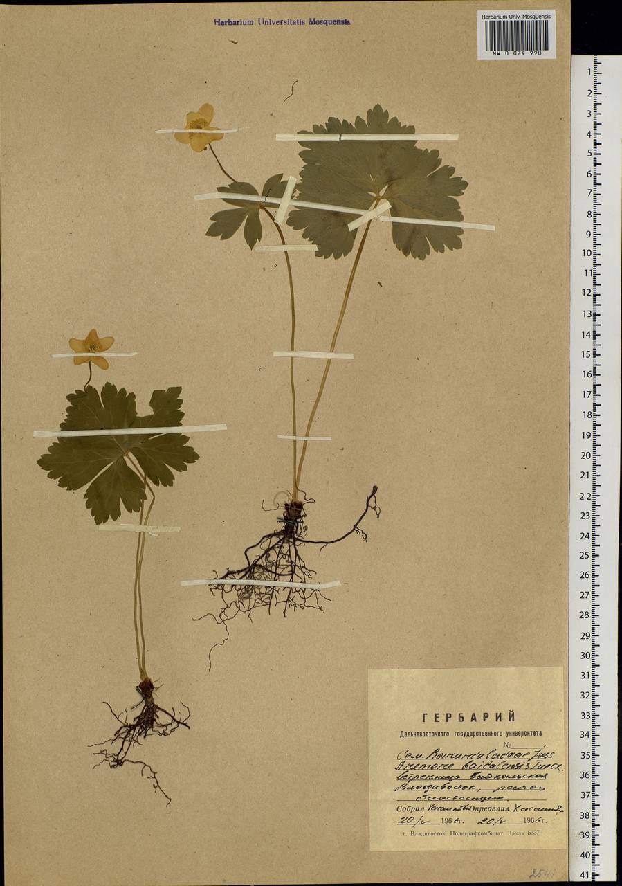 Anemonastrum baicalense (Turcz.) Mosyakin, Siberia, Russian Far East (S6) (Russia)