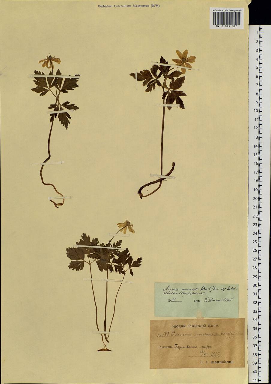 Anemone amurensis (Korsh.) Kom., Siberia, Chukotka & Kamchatka (S7) (Russia)