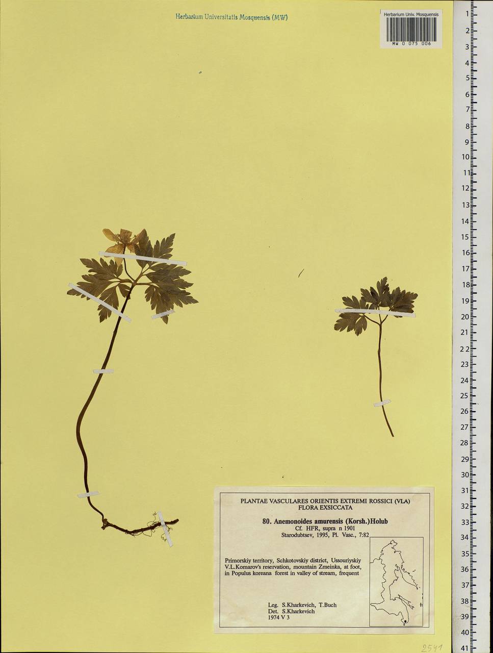 Anemone amurensis (Korsh.) Kom., Siberia, Russian Far East (S6) (Russia)