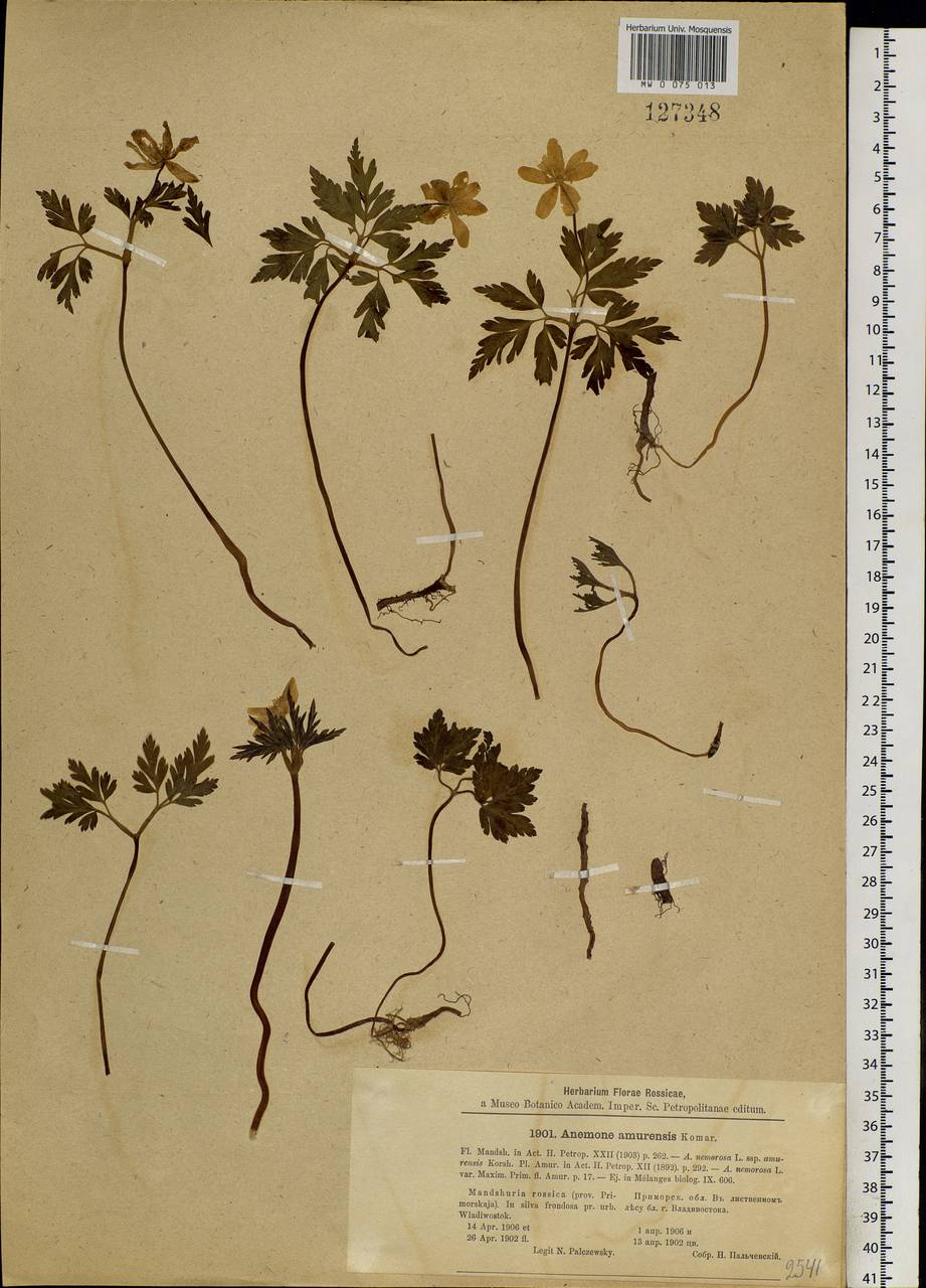 Anemone amurensis (Korsh.) Kom., Siberia, Russian Far East (S6) (Russia)