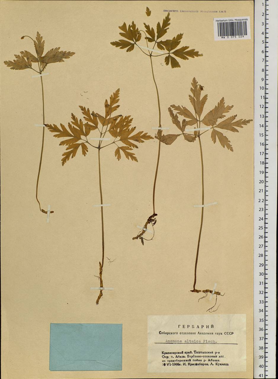 Anemone altaica Fisch. ex C.A.Mey., Siberia, Altai & Sayany Mountains (S2) (Russia)